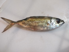 Selar crumenophthalmus