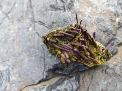 Strongylocentrotus purpuratus