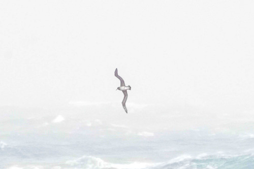 Kurzschwanzalbatros (Phoebastria albatrus)