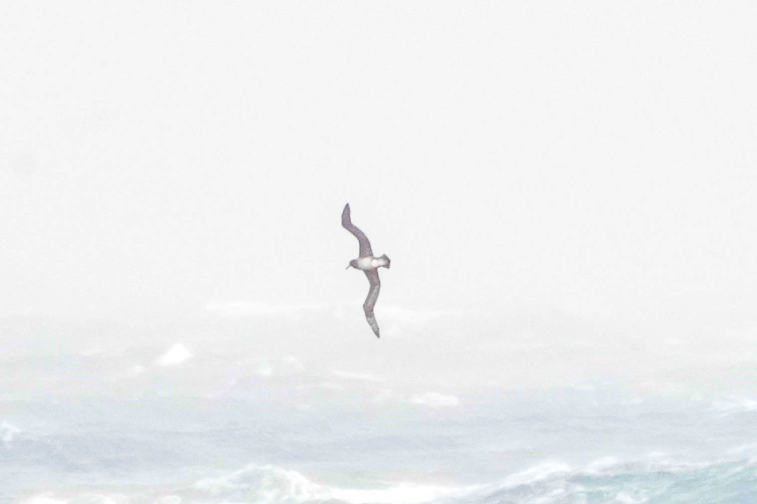 Short-tailed Albatross (Phoebastria albatrus)