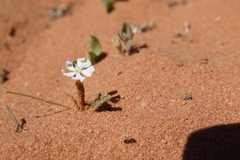 Silene