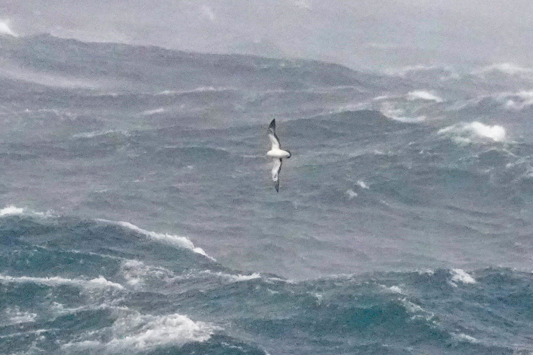 Streaked Shearwater (Calonectris leucomelas)