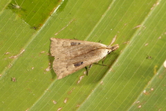 Cladenia mocha