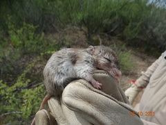 Onychomys leucogaster