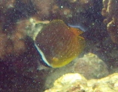 Chaetodon auripes