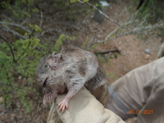 Onychomys leucogaster