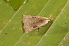 Cladenia mocha