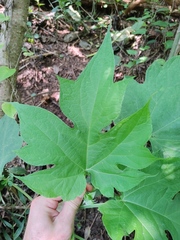 Montanoa hibiscifolia