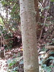 Montanoa hibiscifolia