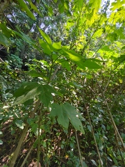 Montanoa hibiscifolia