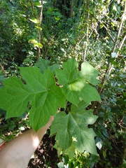 Montanoa hibiscifolia