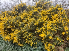 Ulex europaeus