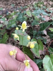 Epimedium × versicolor