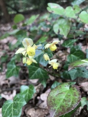 Epimedium × versicolor