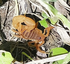 Parabuthus pallidus