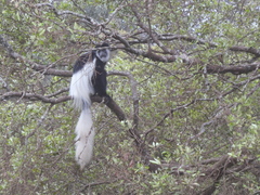 Colobus caudatus