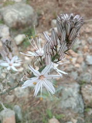 Asphodelus ramosus