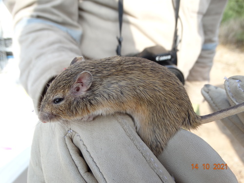 Hispid Pocket Mouse