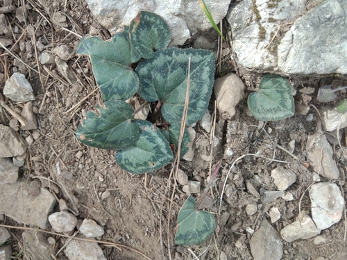 Image of Cyclamen maritimum by (c) Ben Costamagna, some rights reserved (CC BY)