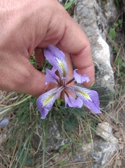 Iris unguicularis
