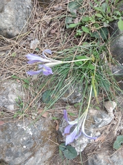 Iris unguicularis