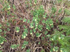 Lonicera villosa