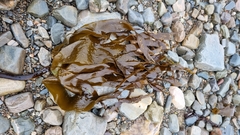 Laminaria hyperborea