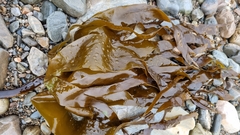 Laminaria hyperborea