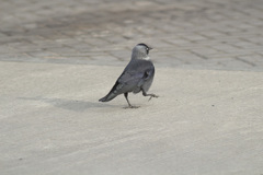 Corvus monedula