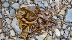 Laminaria hyperborea