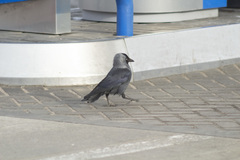 Corvus monedula