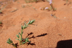 Crucianella membranacea