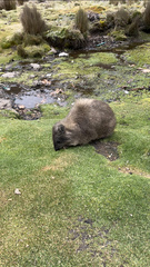 Procavia capensis johnstoni