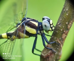 Macrogomphus annulatus