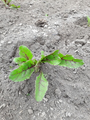 Beta vulgaris vulgaris
