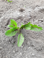Beta vulgaris vulgaris