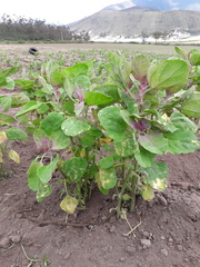 Chenopodium quinoa