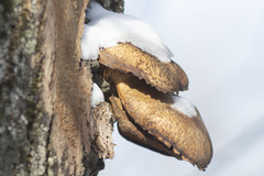 Pleurotus ostreatus
