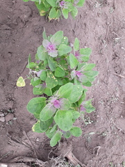 Chenopodium quinoa