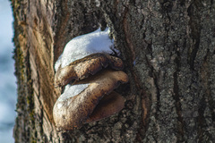 Pleurotus ostreatus