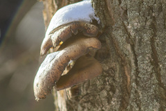 Pleurotus ostreatus