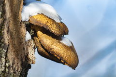 Pleurotus ostreatus