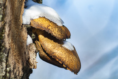 Pleurotus ostreatus