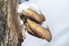 Pleurotus ostreatus