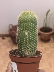 Cephalocereus polylophus