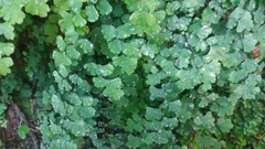 Adiantum capillus-veneris