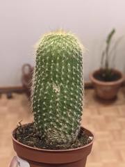 Cephalocereus polylophus