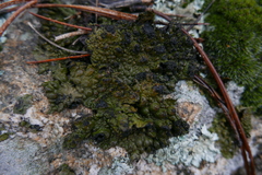 Lasallia pustulata