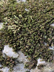 Orthotrichum strangulatum