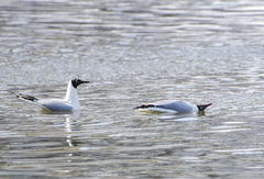 Chroicocephalus ridibundus